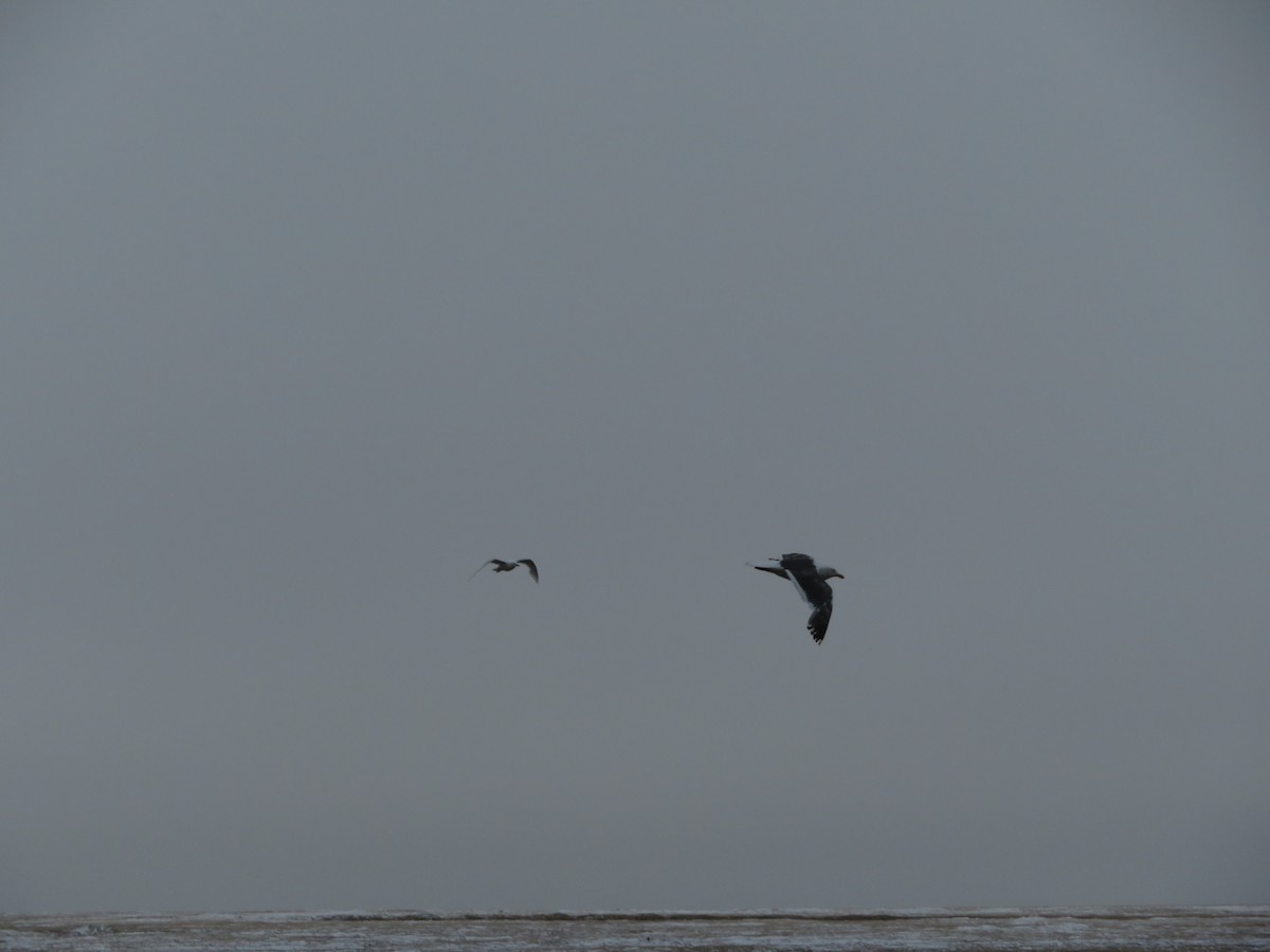 Gaviota de Kamchatka - ML107729291