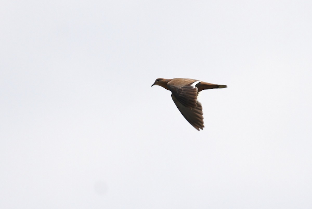 Zenaida Dove - Alex Lamoreaux