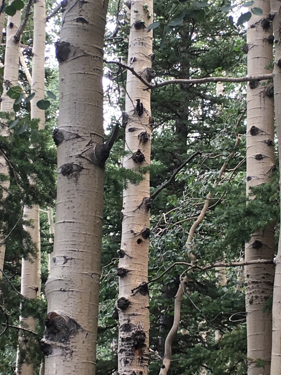 American Three-toed Woodpecker - ML107731131