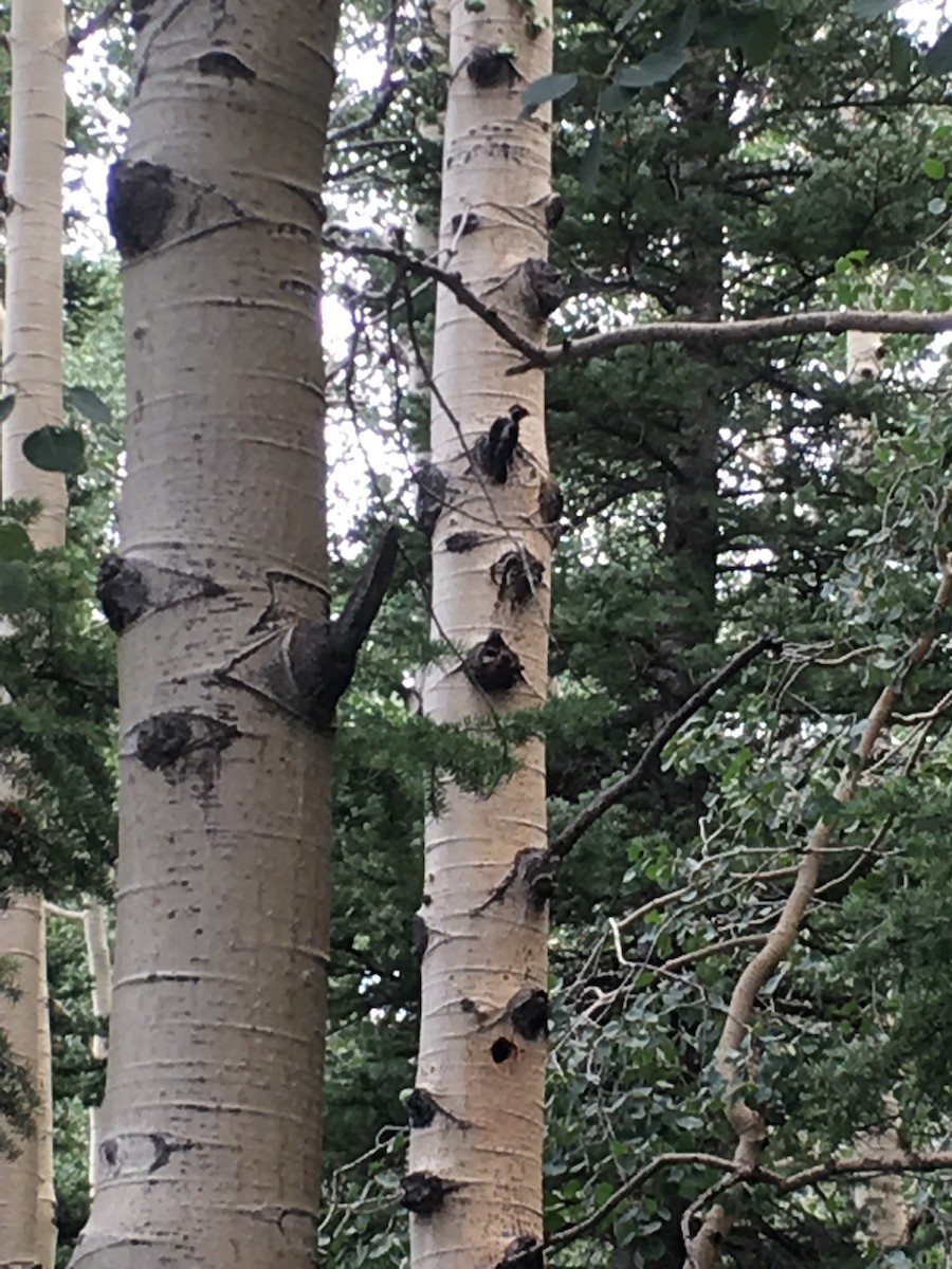 American Three-toed Woodpecker - Jennifer Prusse