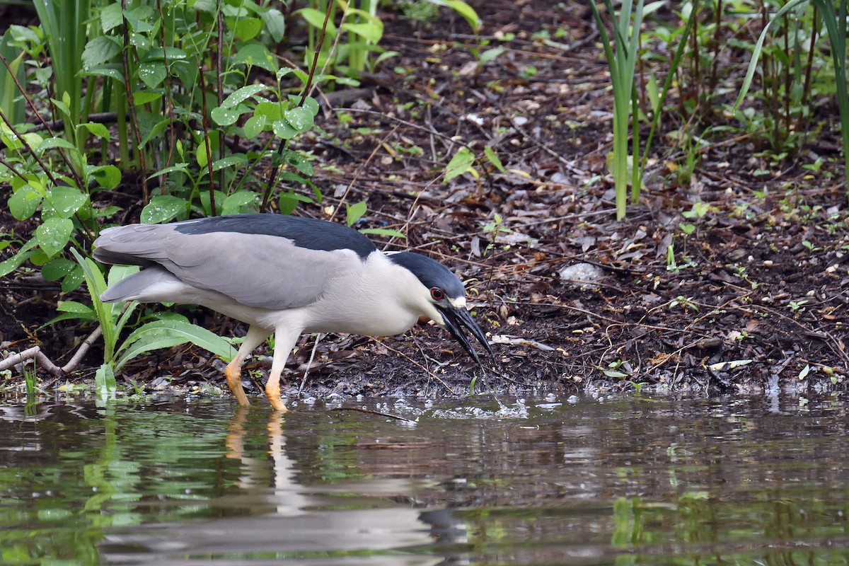 Black-crowned Night Heron - ML107731421