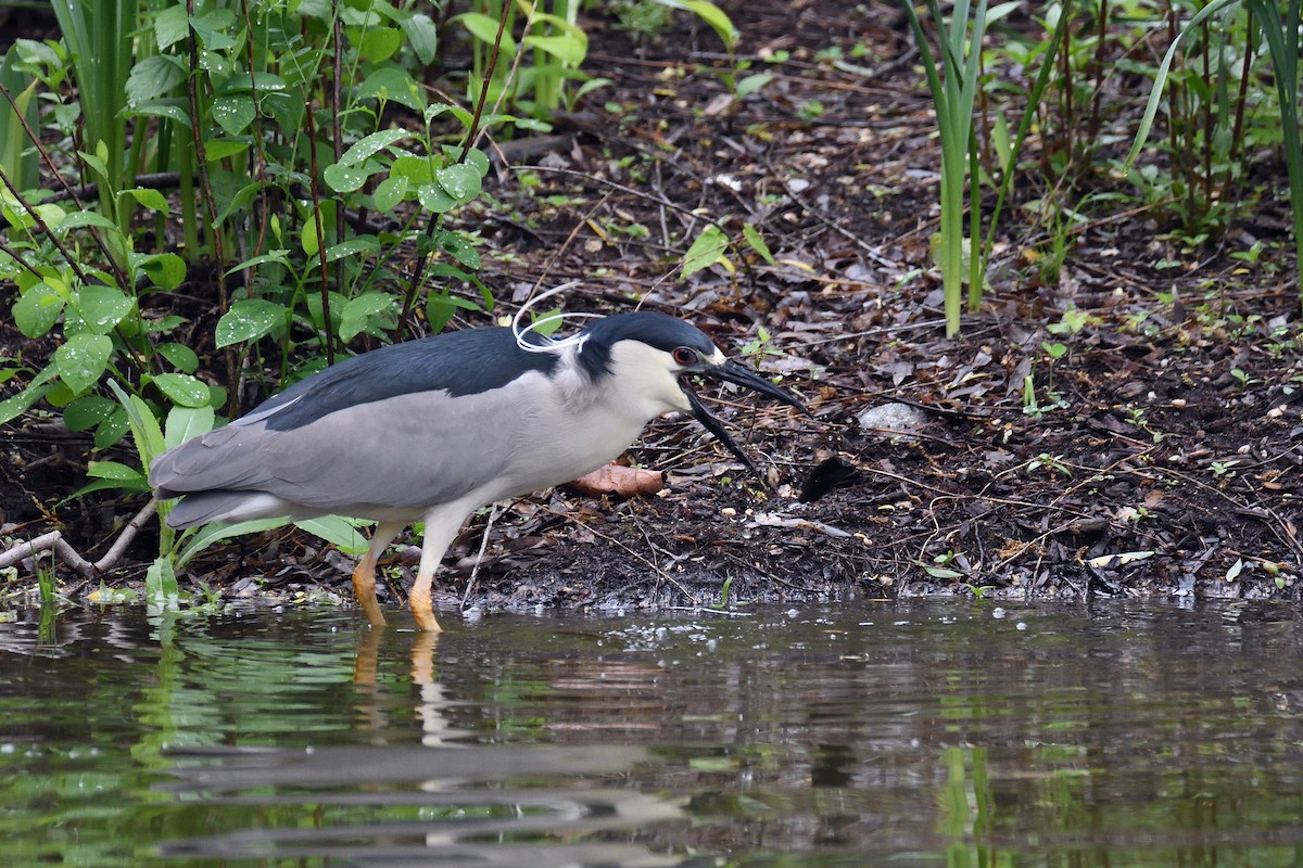 Black-crowned Night Heron - ML107731441