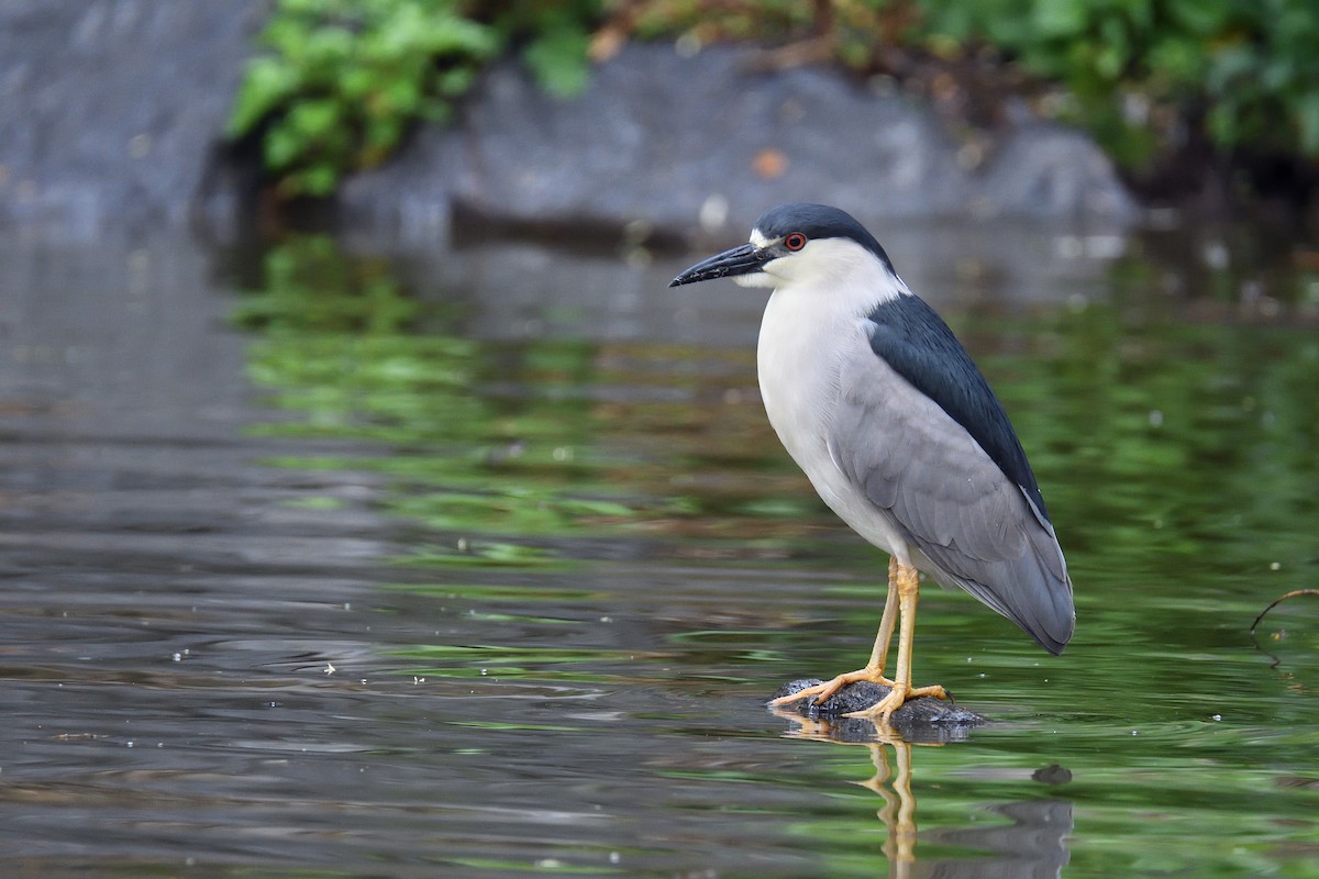 Black-crowned Night Heron - ML107731451