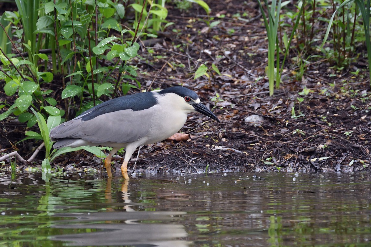 Black-crowned Night Heron - ML107731461