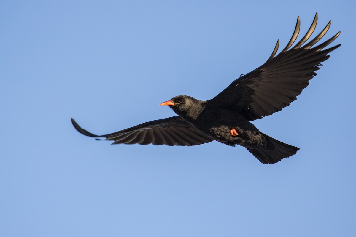 Red-billed Chough - ML107732191