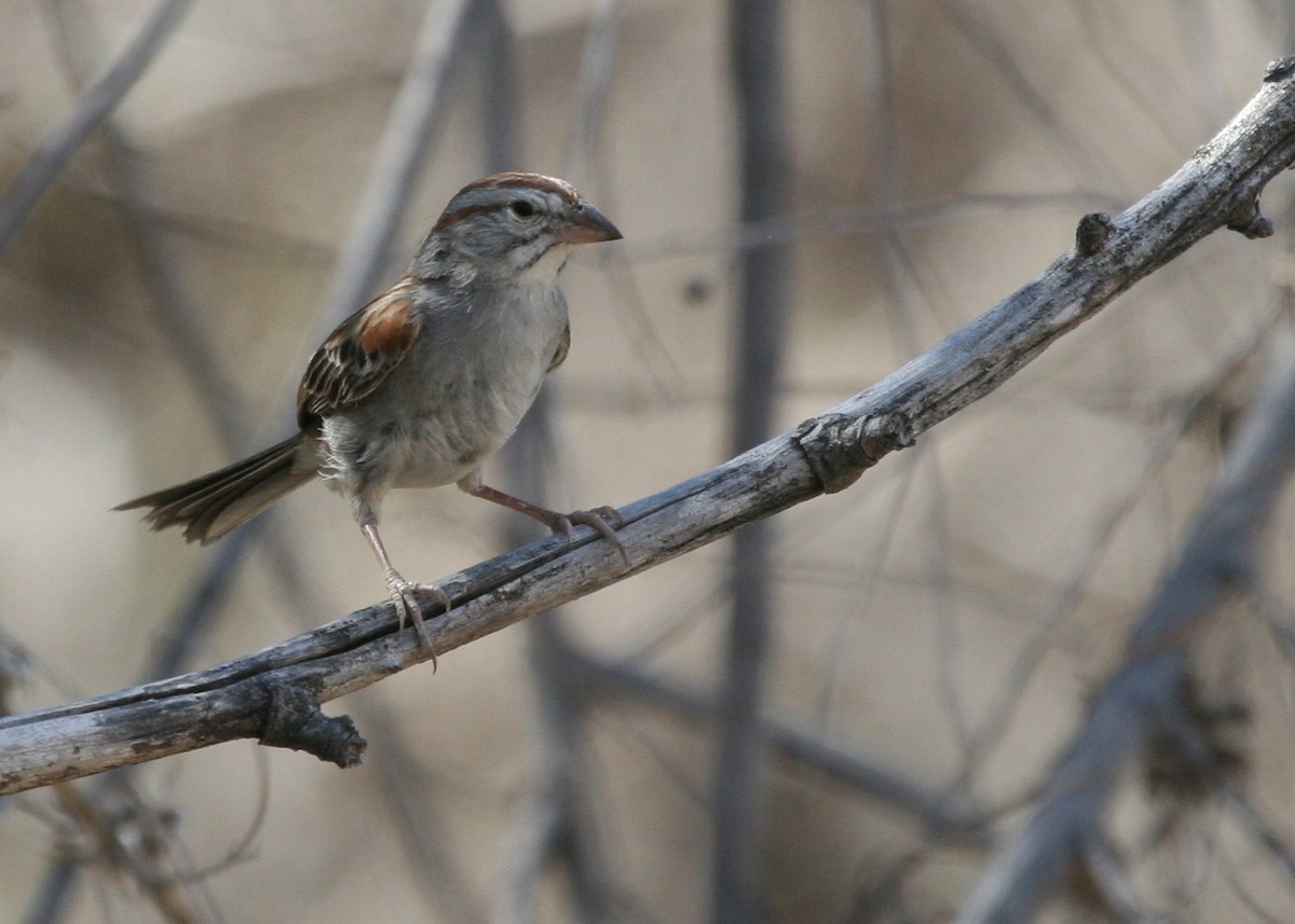 Rufous-winged Sparrow - Dean LaTray