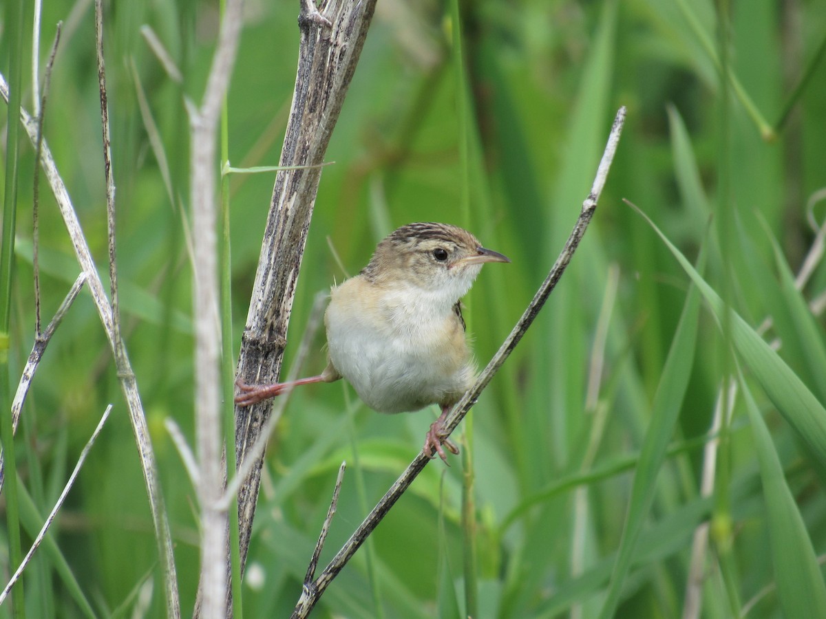 Sedge Wren - David Lugo