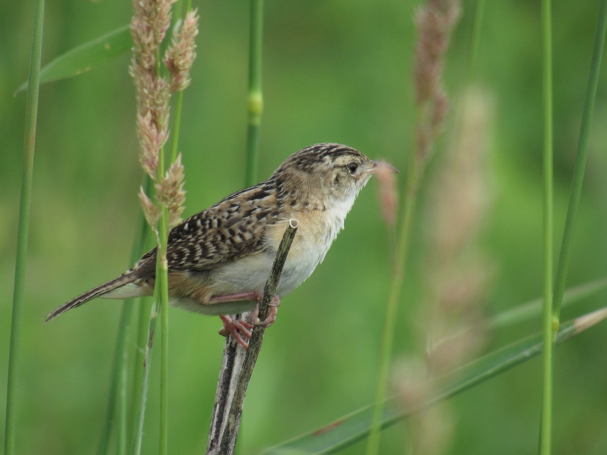 Sedge Wren - David Lugo