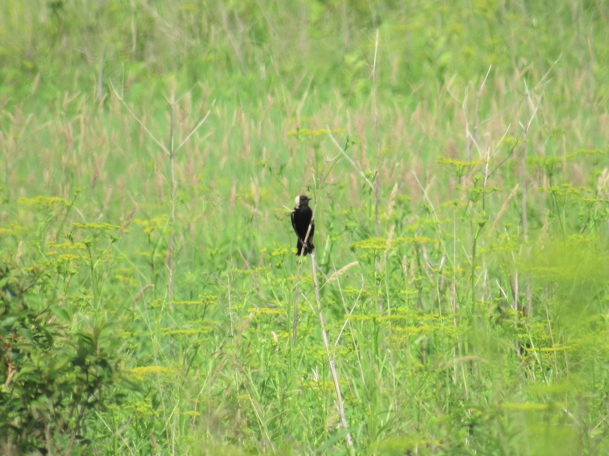 bobolink americký - ML107736291