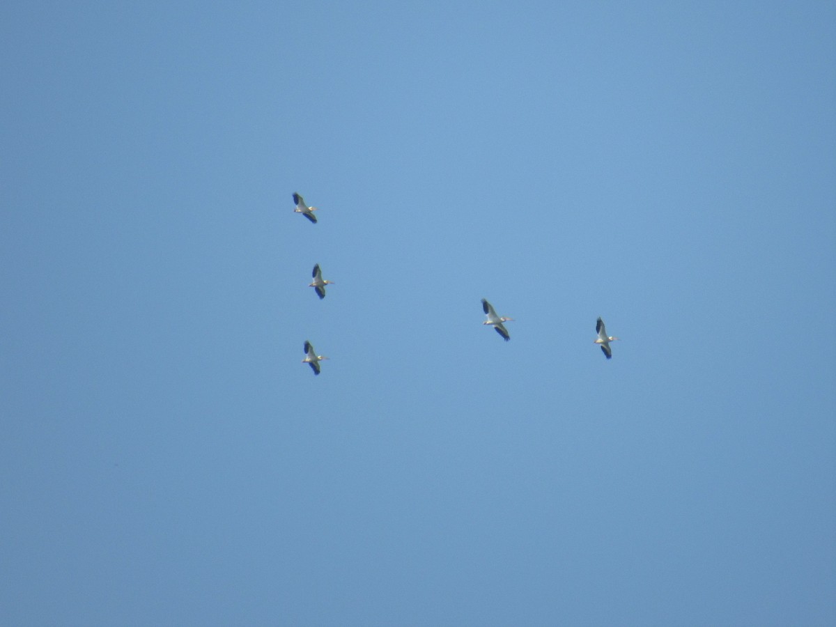 American White Pelican - ML107736611
