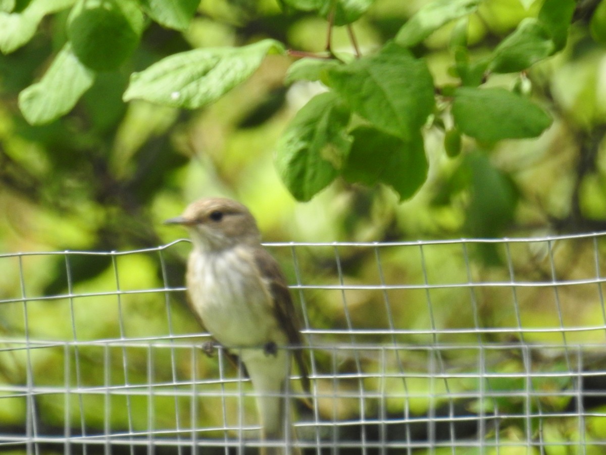 Spotted Flycatcher - ML107736621