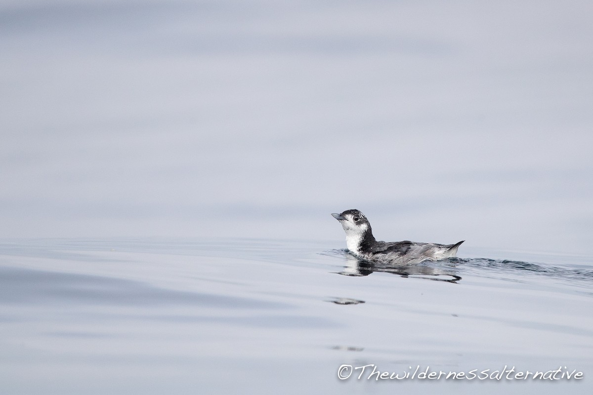 Japanese Murrelet - Yann Muzika