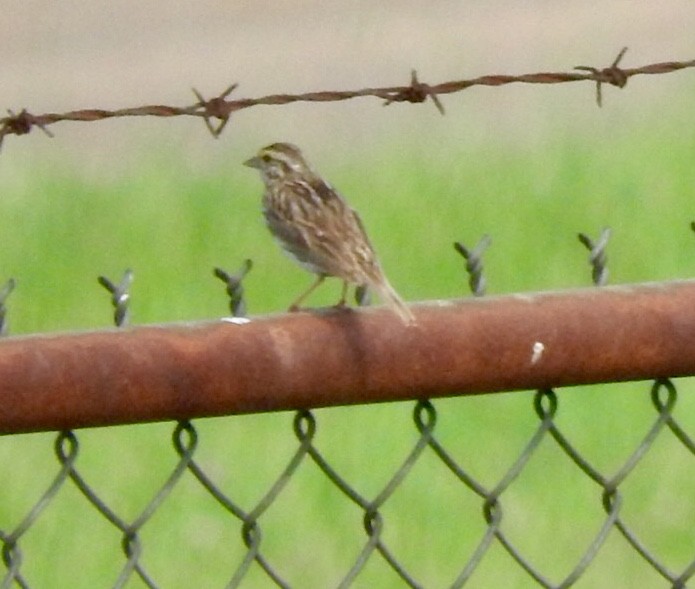 Savannah Sparrow - Betsy MacMillan