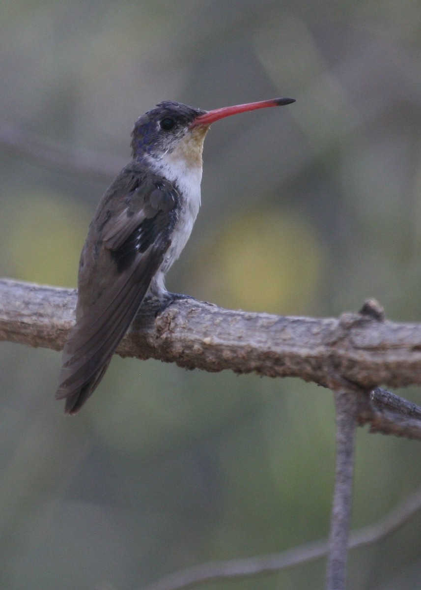 Violet-crowned Hummingbird - Dean LaTray