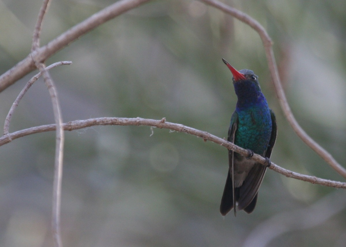 Broad-billed Hummingbird - ML107738111