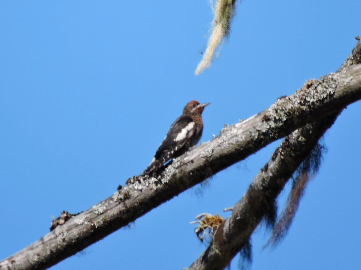 Red-breasted Sapsucker - ML107738311