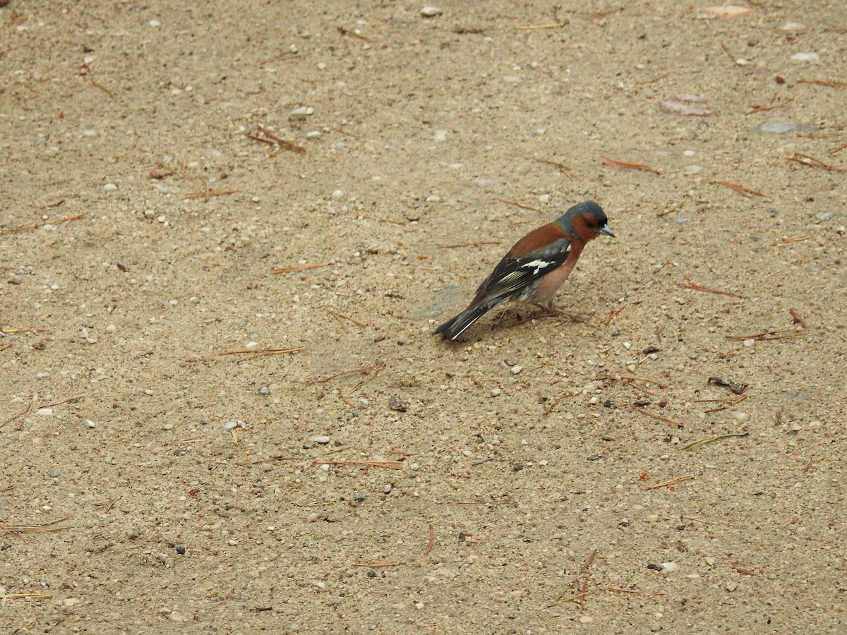 Common Chaffinch - ML107739051