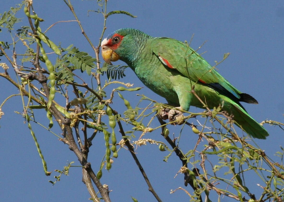 White-fronted Parrot - Dean LaTray