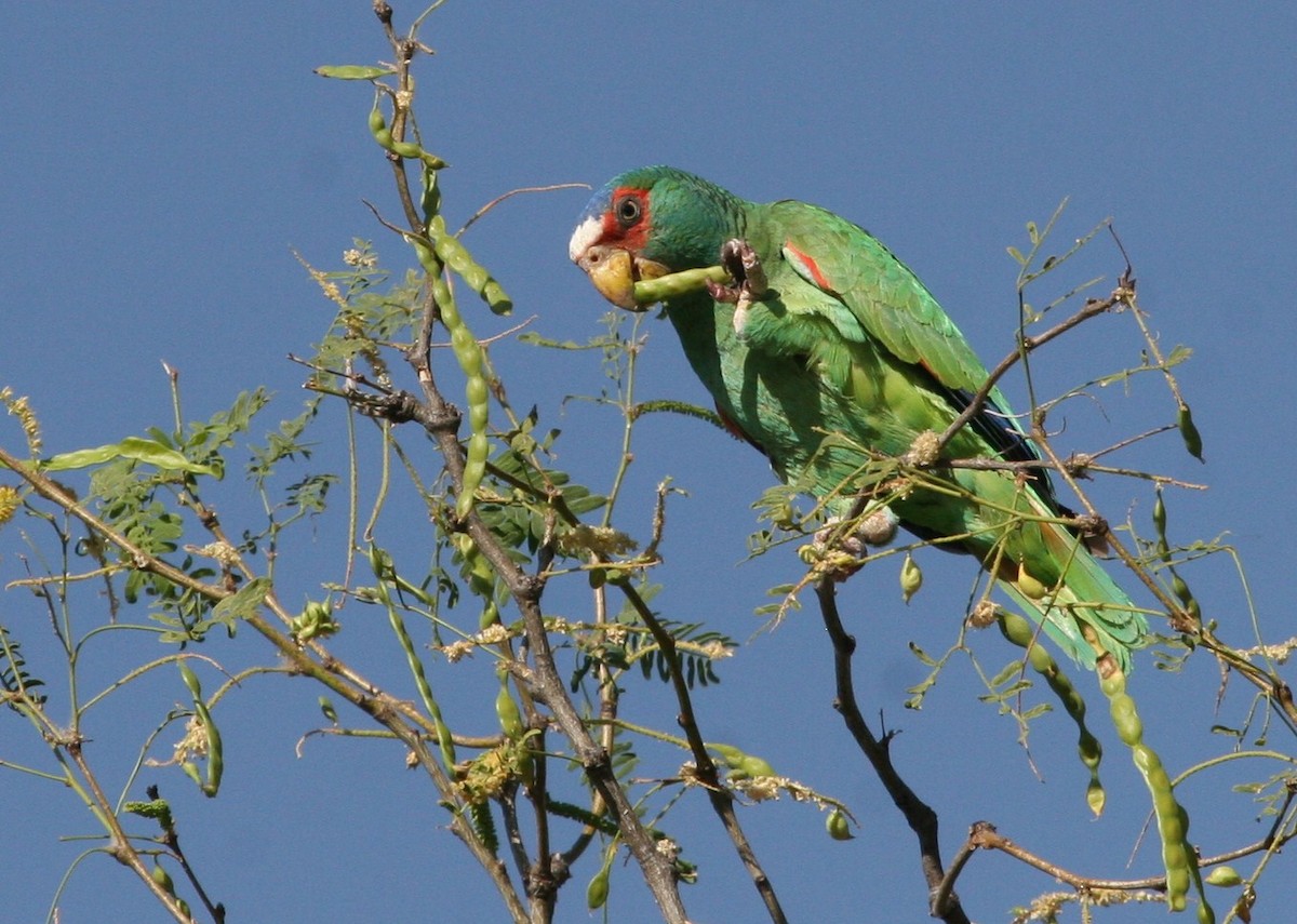 White-fronted Parrot - Dean LaTray