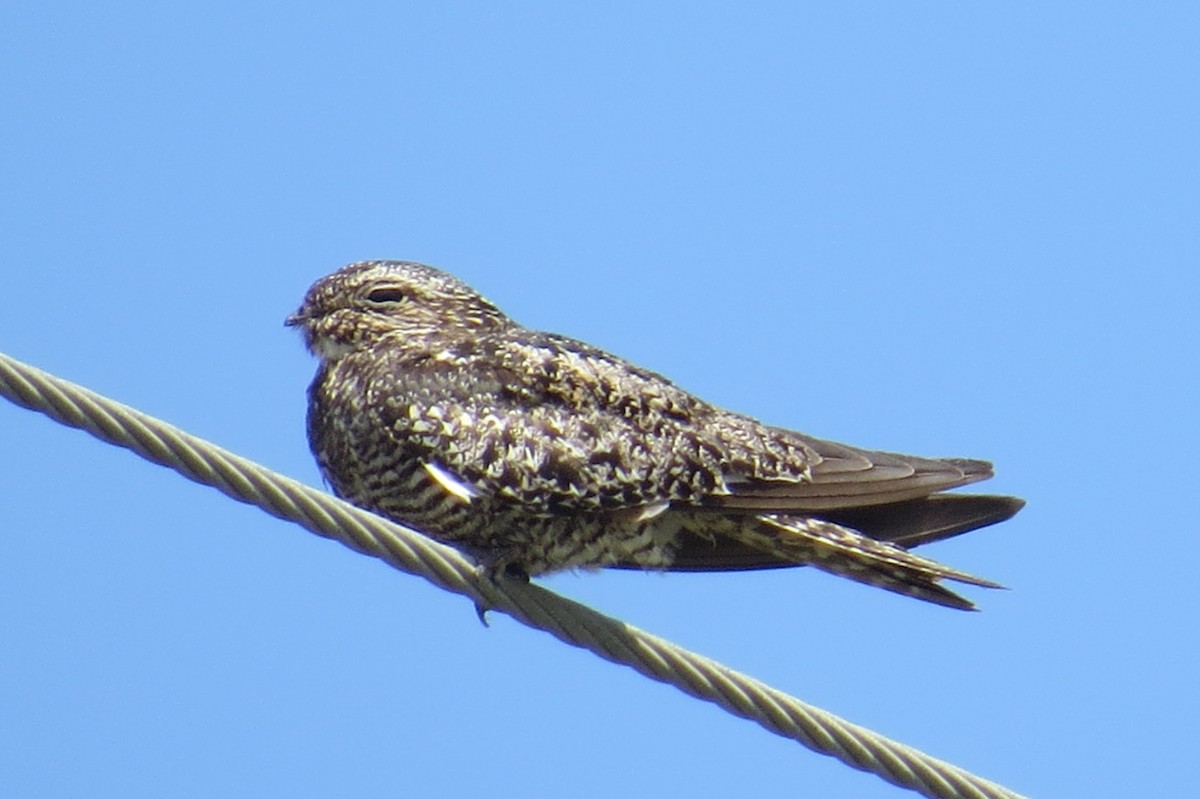 Common Nighthawk - ML107740211
