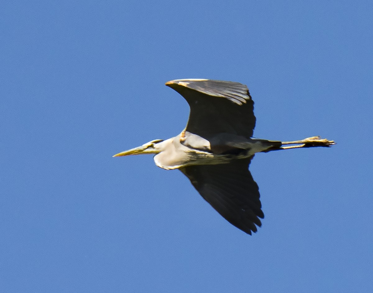 Great Blue Heron - ML107740481