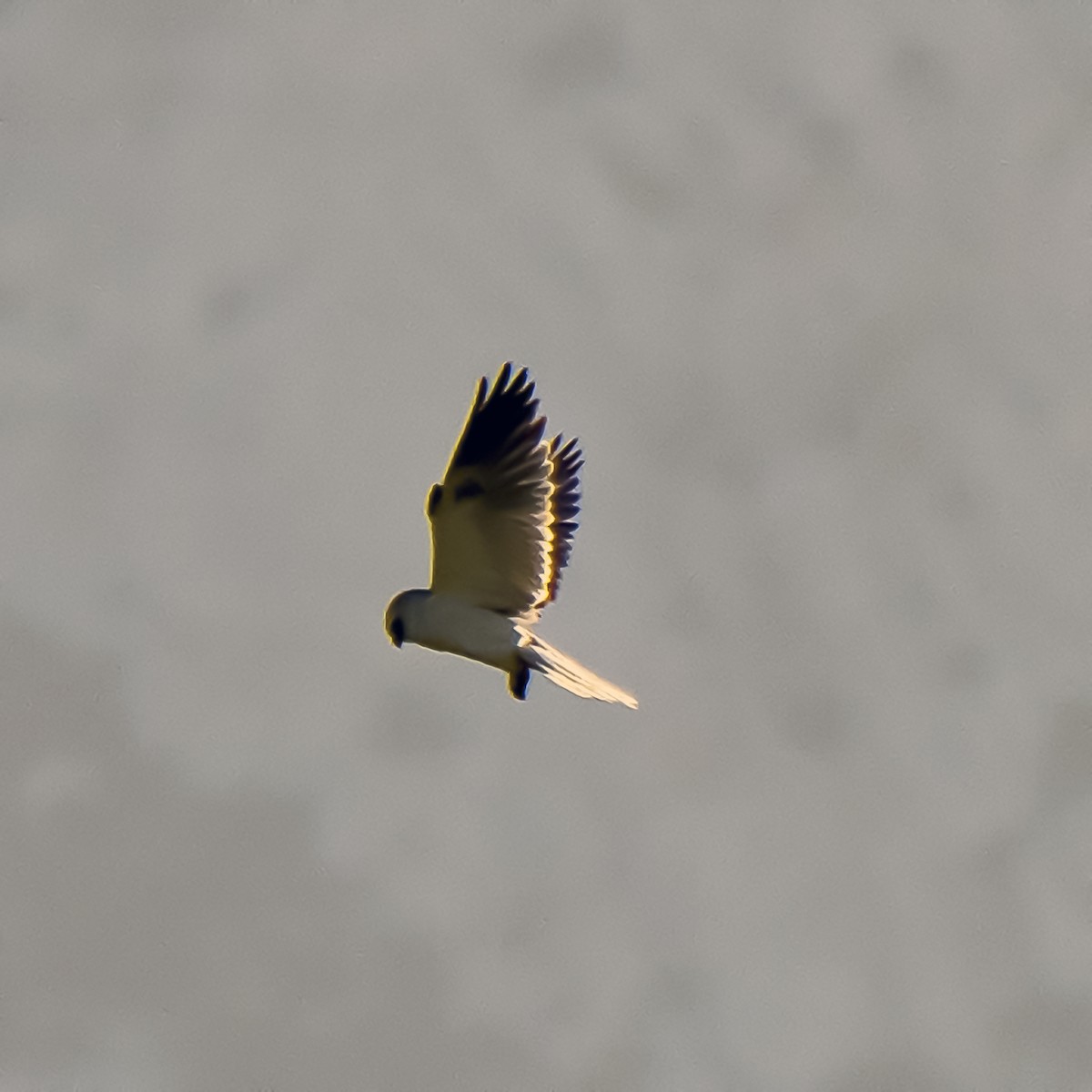 White-tailed Kite - ML107740511