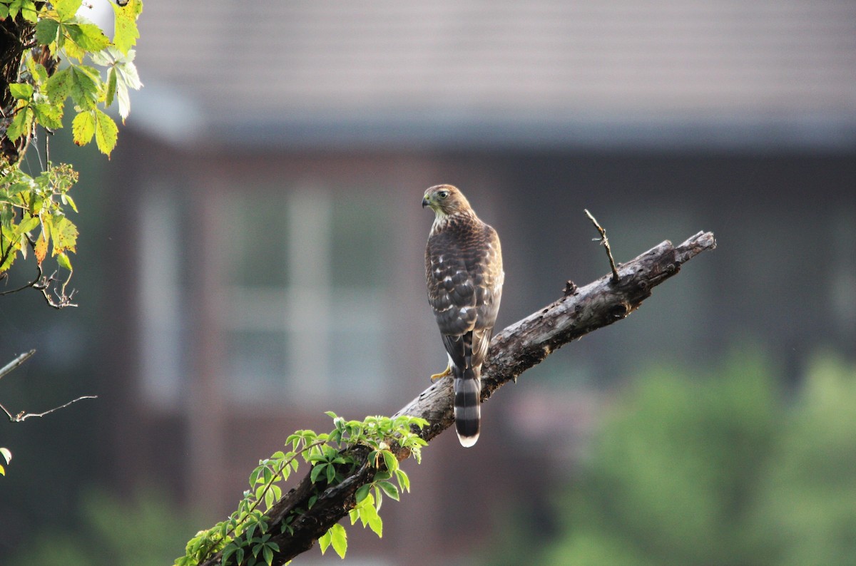 Cooper's Hawk - ML107740541