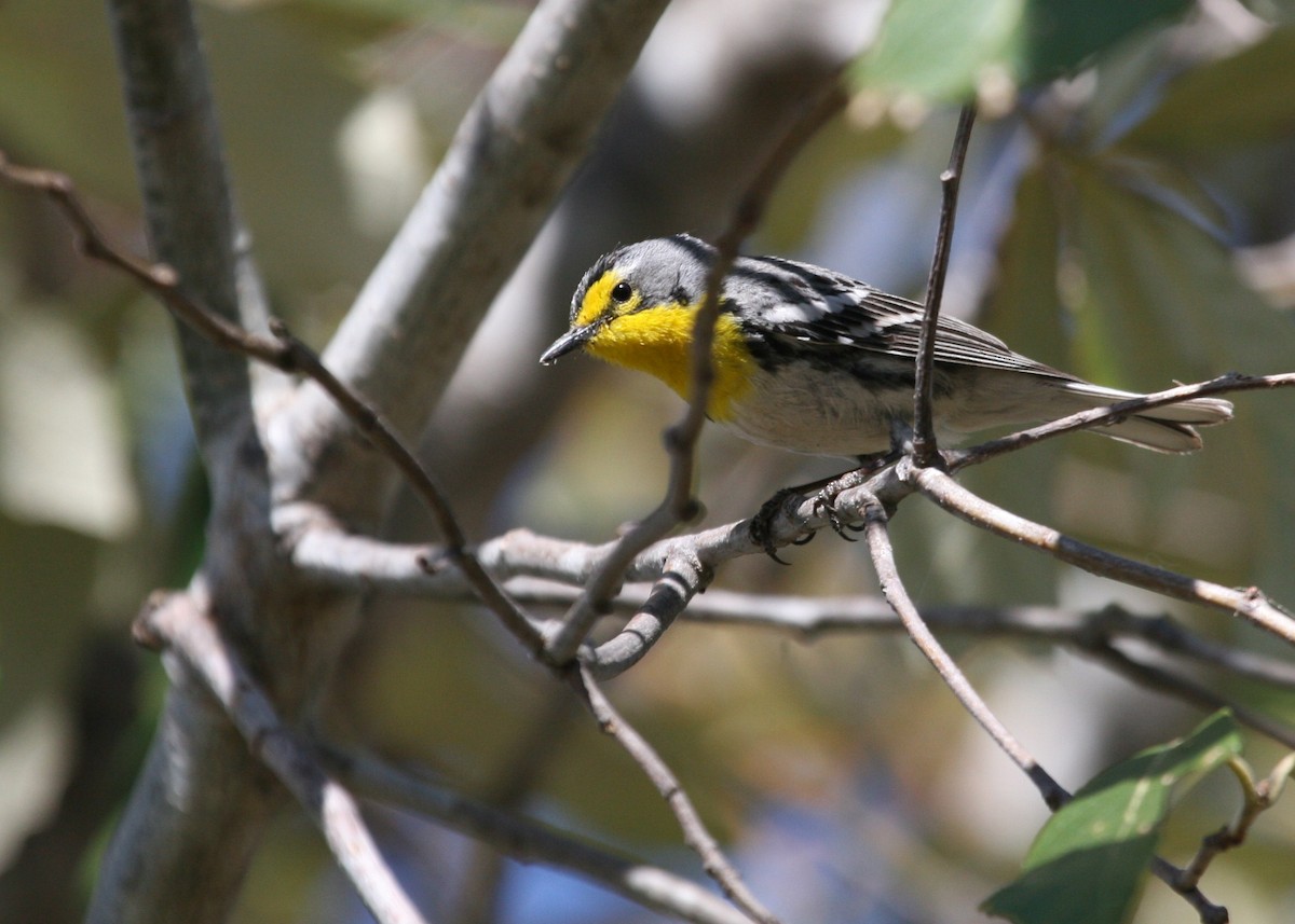 Grace's Warbler - Dean LaTray