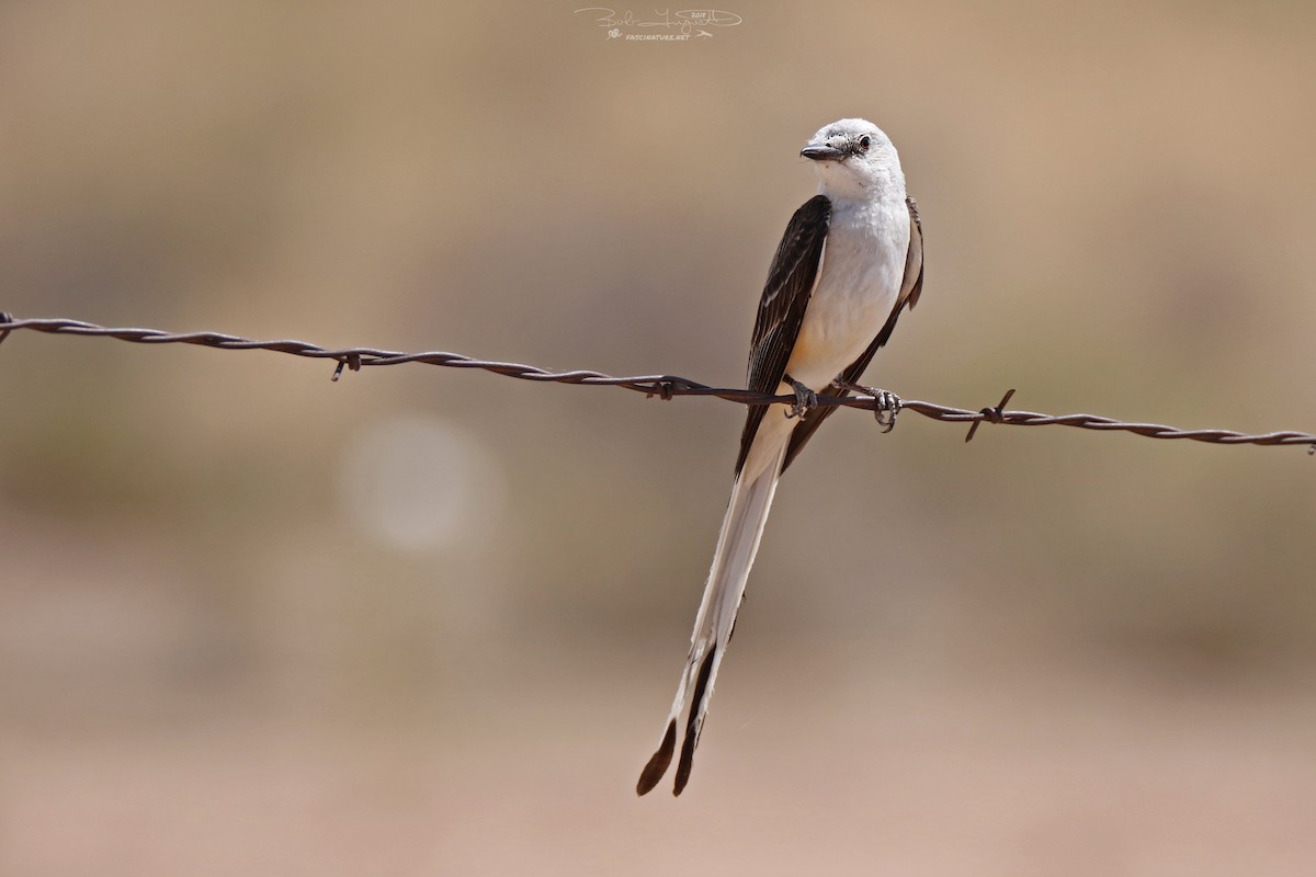 Scissor-tailed Flycatcher - ML107742131