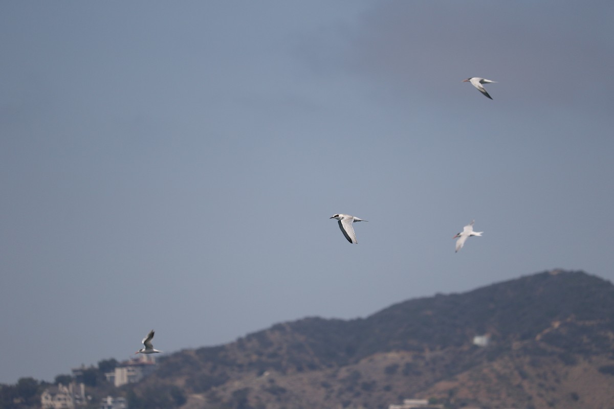 Forster's Tern - Robert McNab