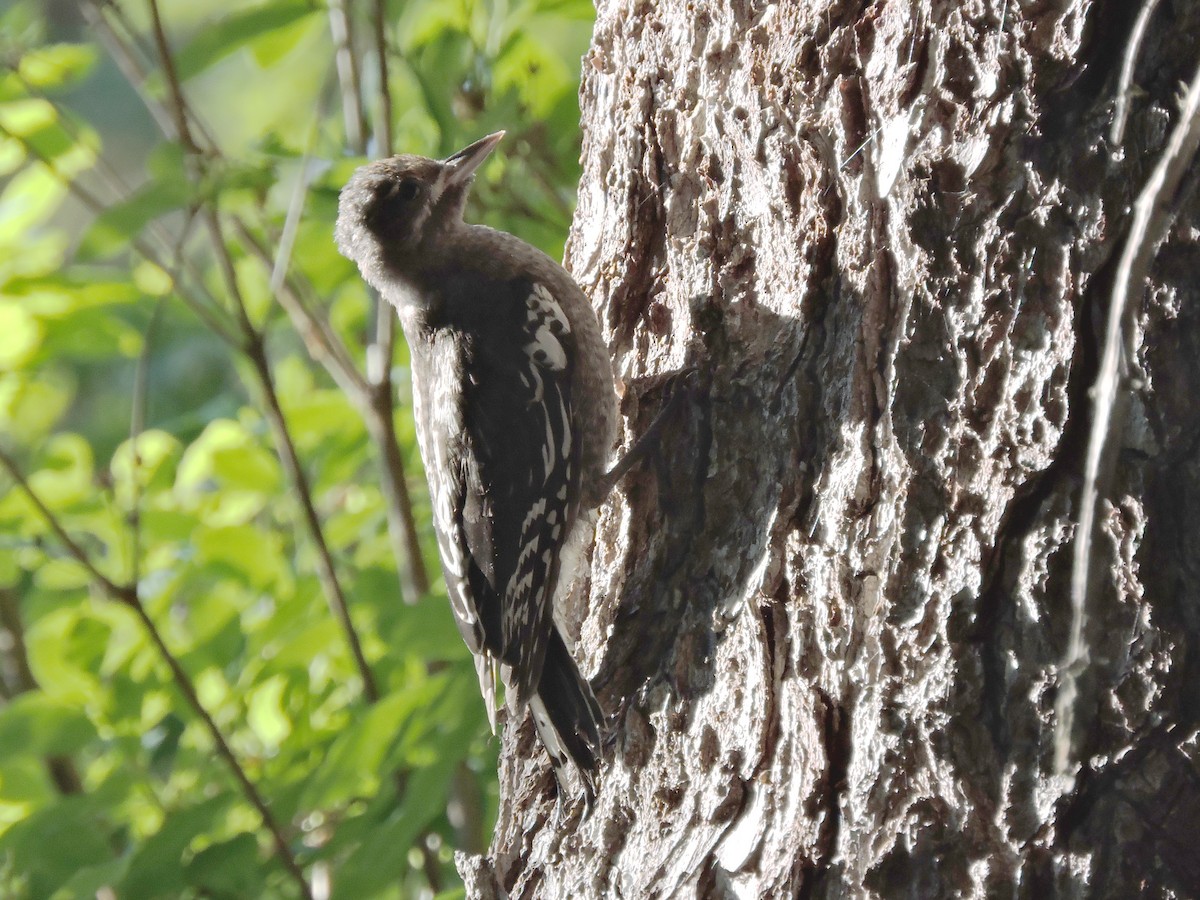 Red-breasted Sapsucker - ML107742961