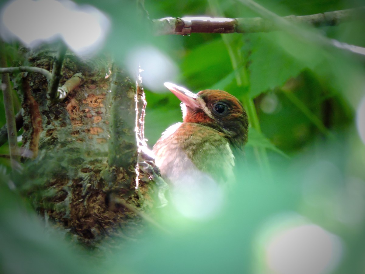 Red-breasted Sapsucker - ML107743021