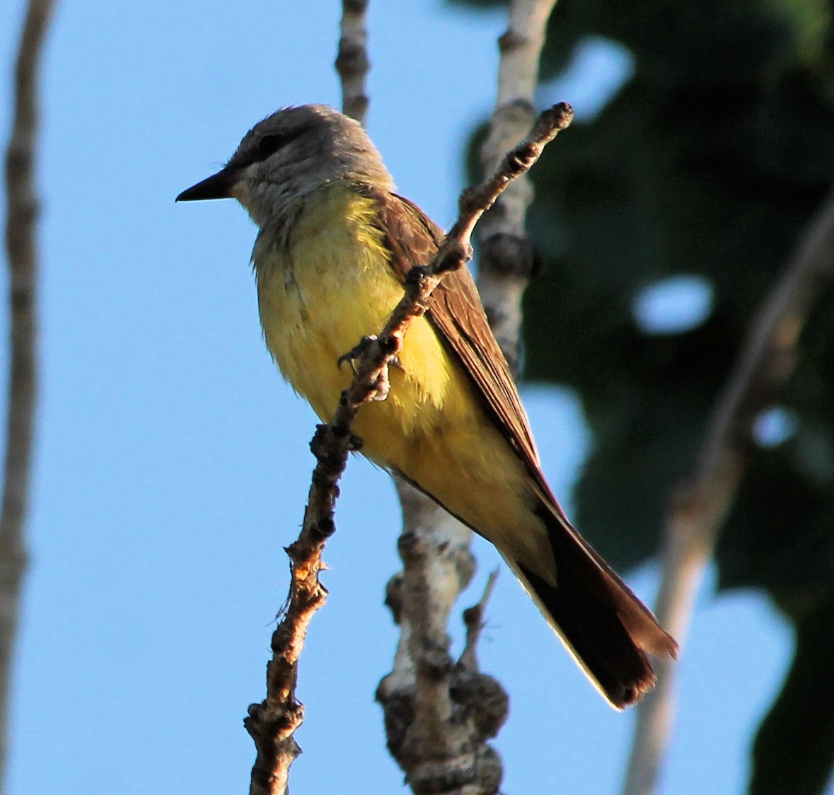 Western Kingbird - ML107743271