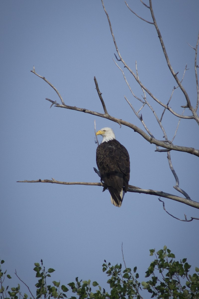 Bald Eagle - ML107744261