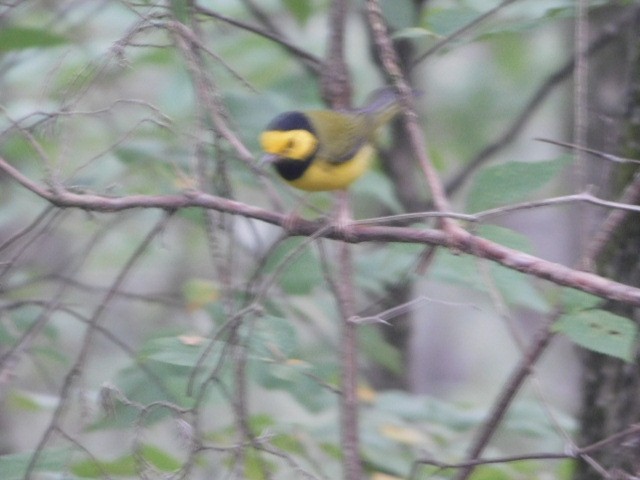 Hooded Warbler - ML107744801