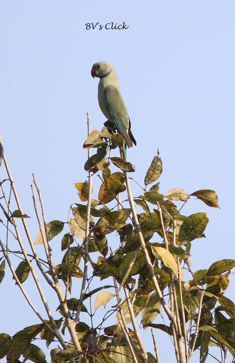 Malabar Parakeet - ML107746321