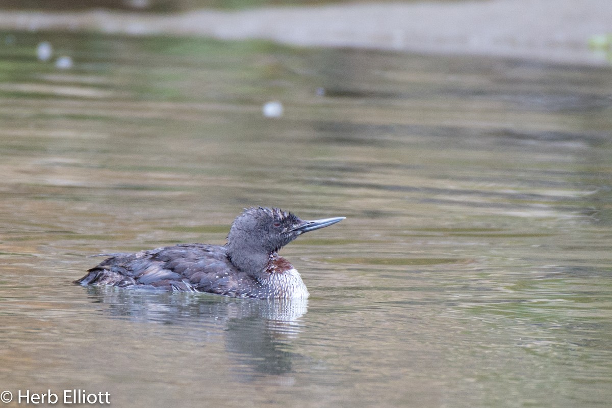 Red-throated Loon - ML107746881