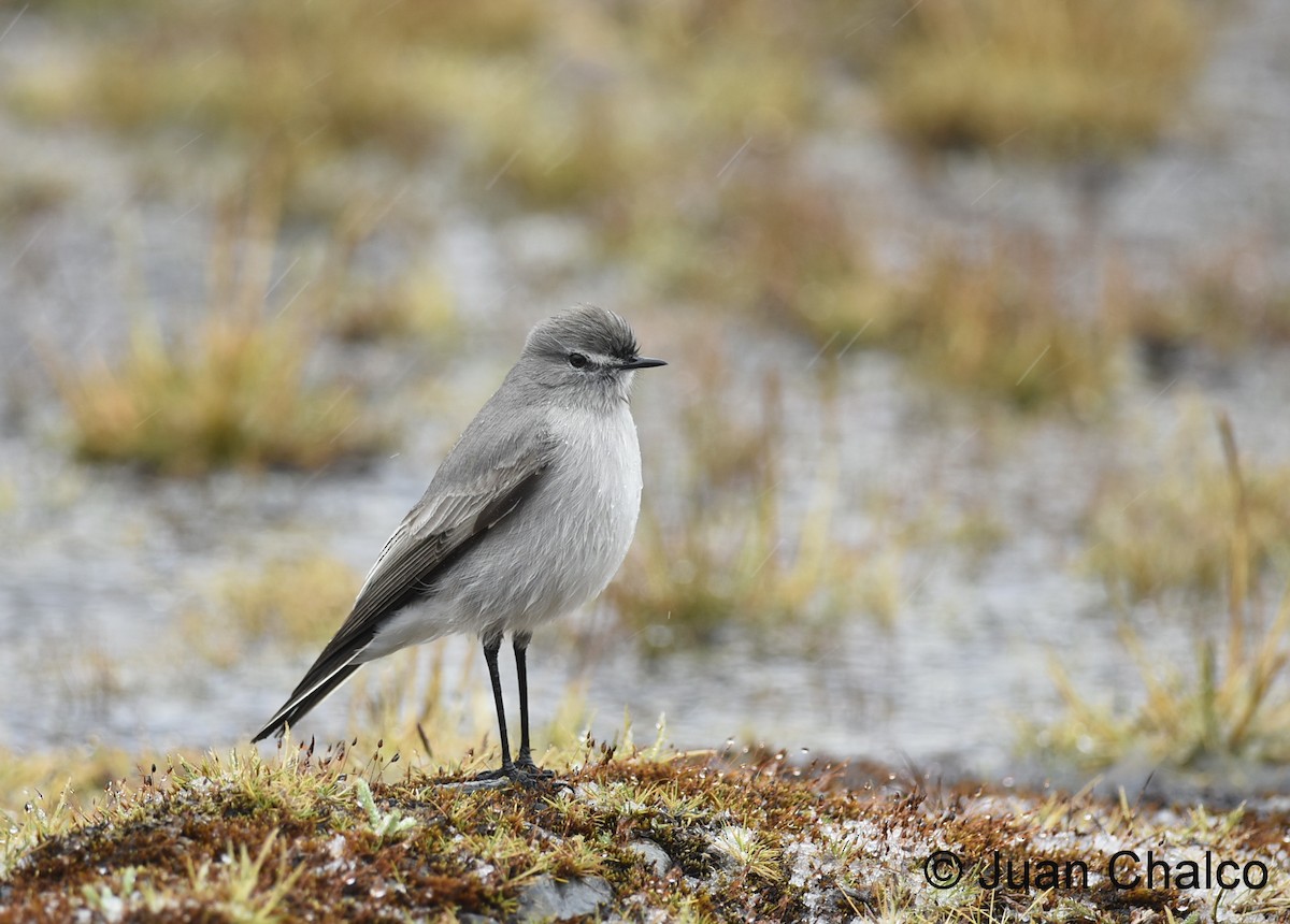 Taczanowski's Ground-Tyrant - Juan José Chalco Luna