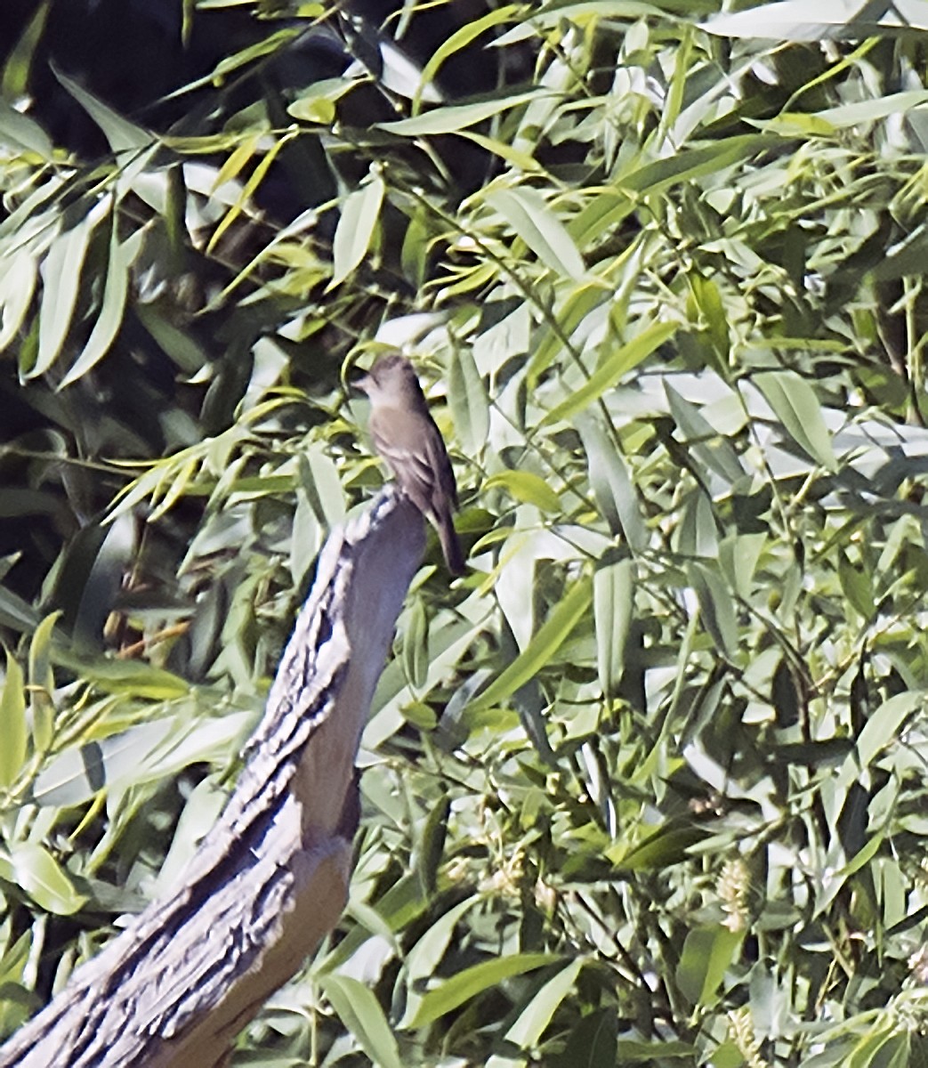 Willow Flycatcher - ML107749211