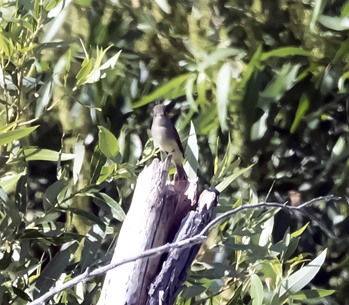 Willow Flycatcher - ML107749361