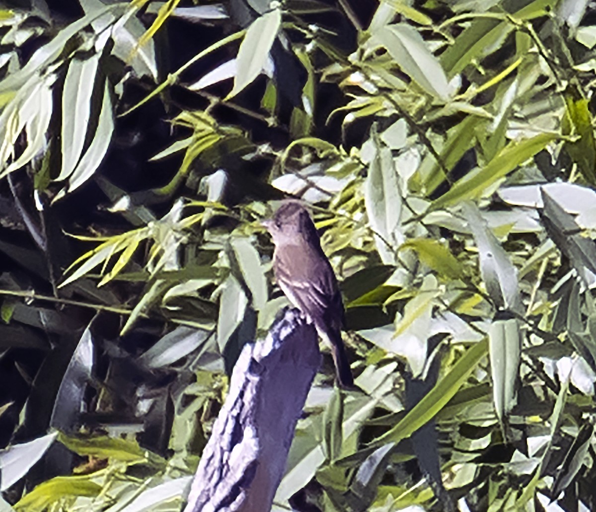 Willow Flycatcher - ML107749401