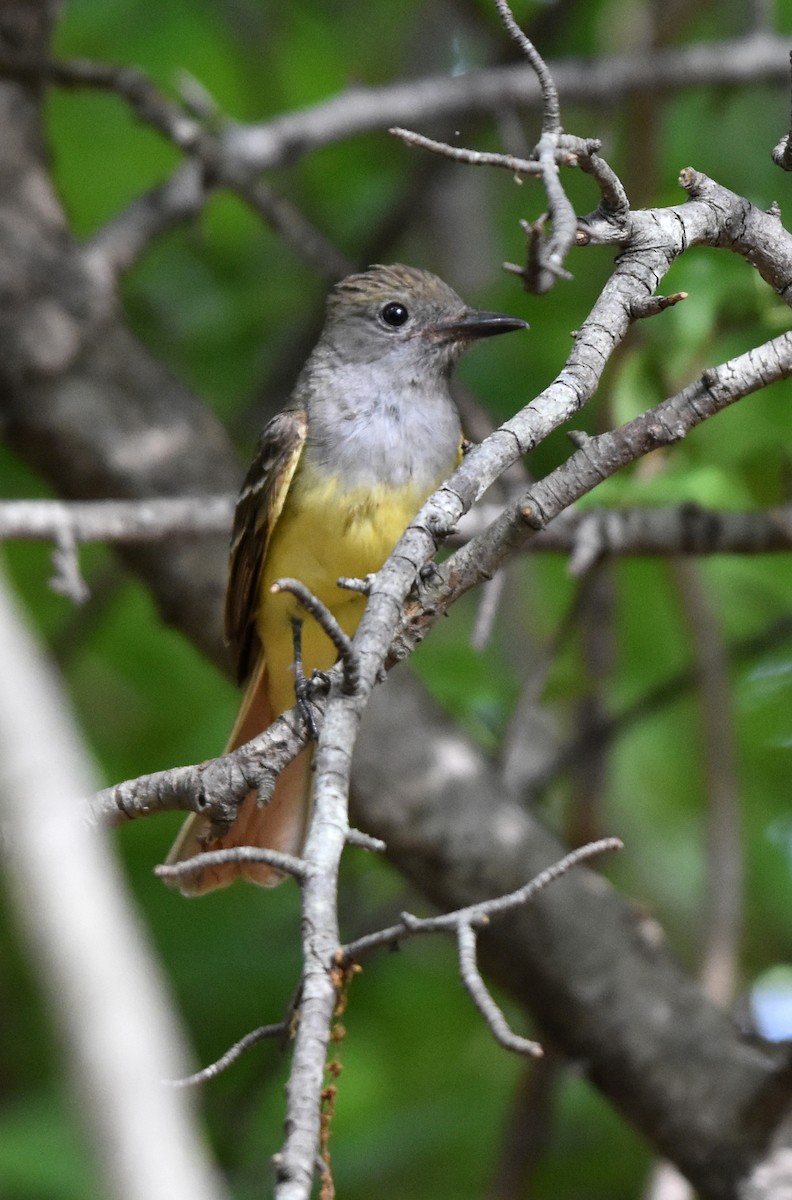 Great Crested Flycatcher - ML107750181