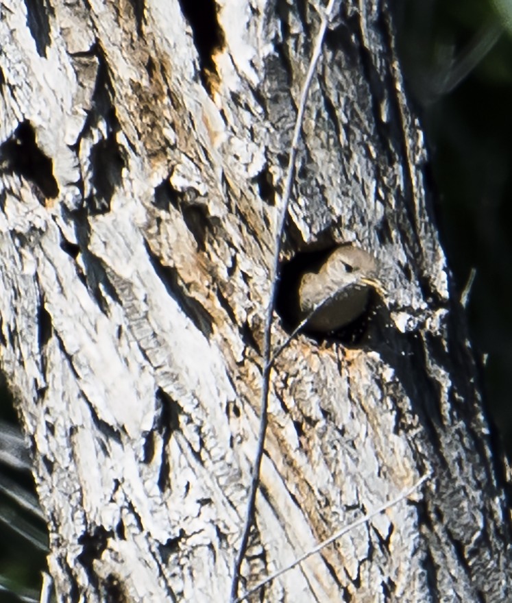 House Wren - ML107750201