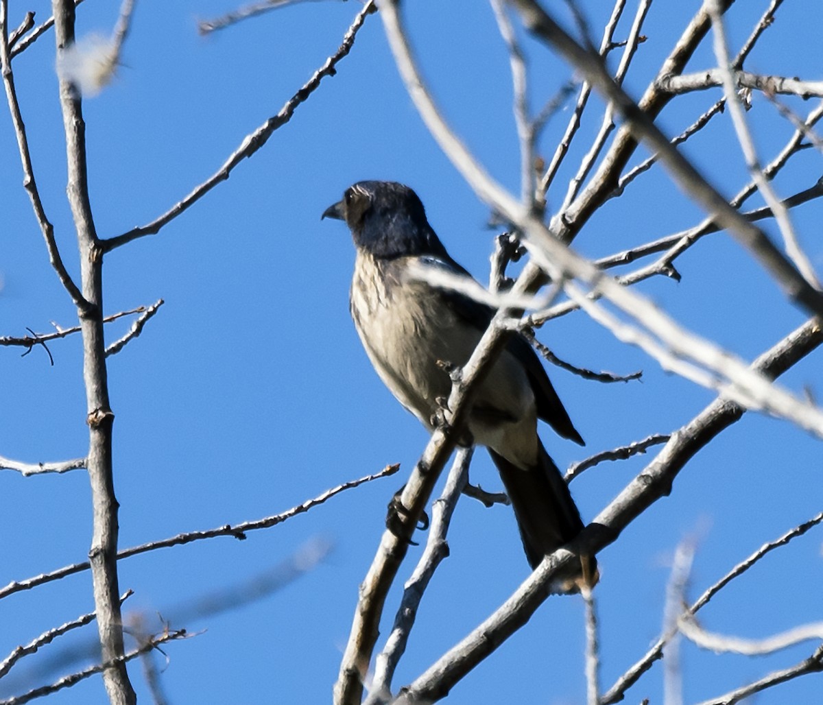 California Scrub-Jay - ML107750431