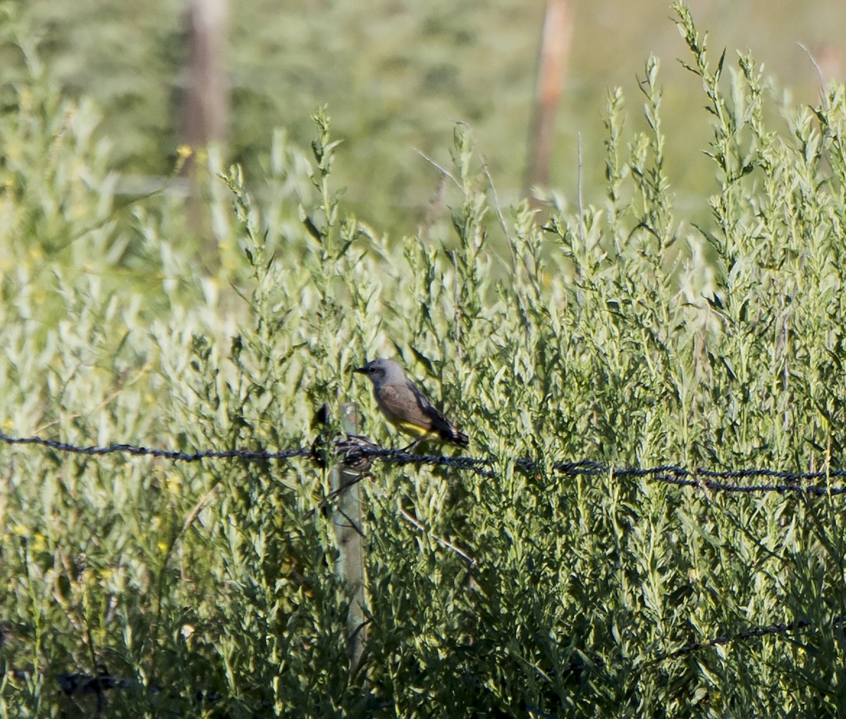 Western Kingbird - ML107750561