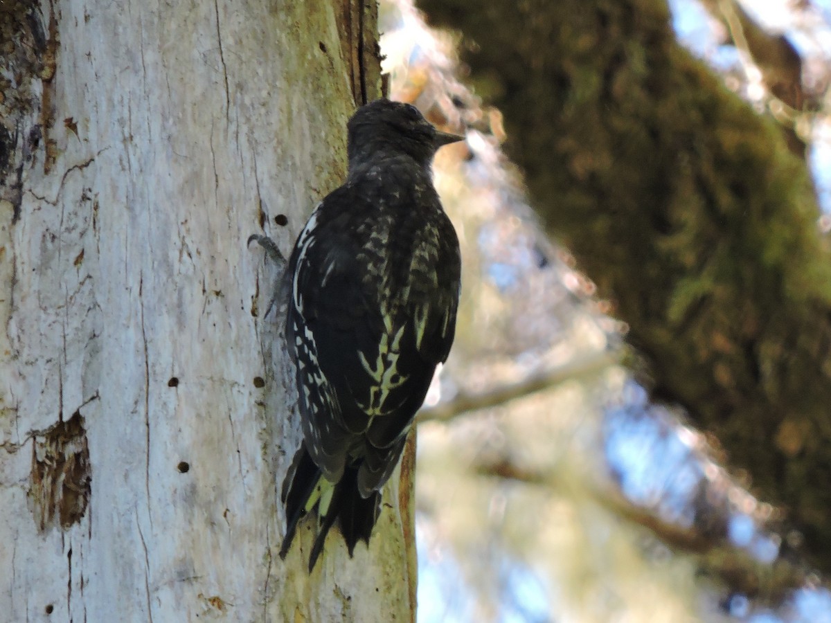 Red-breasted Sapsucker - ML107753711