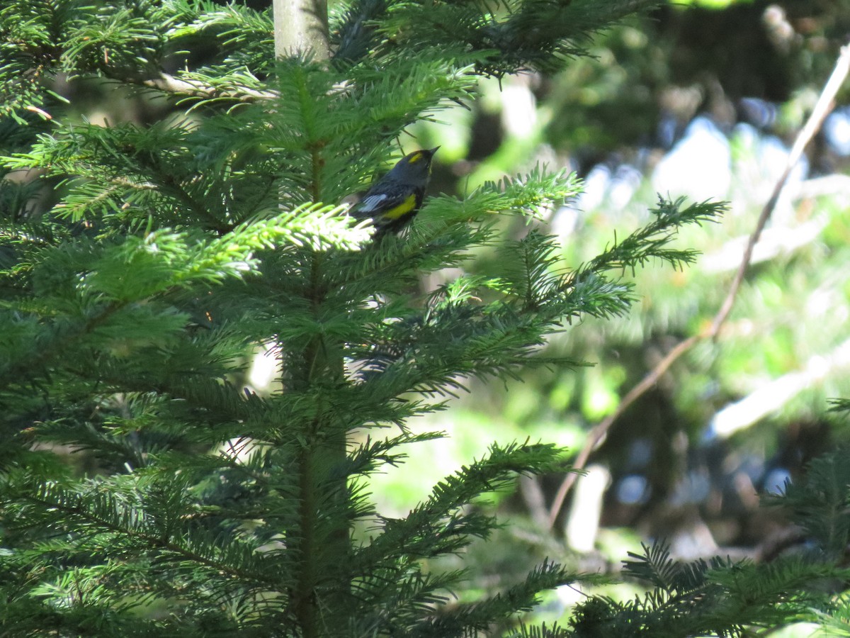 lesňáček žlutoskvrnný - ML107754191