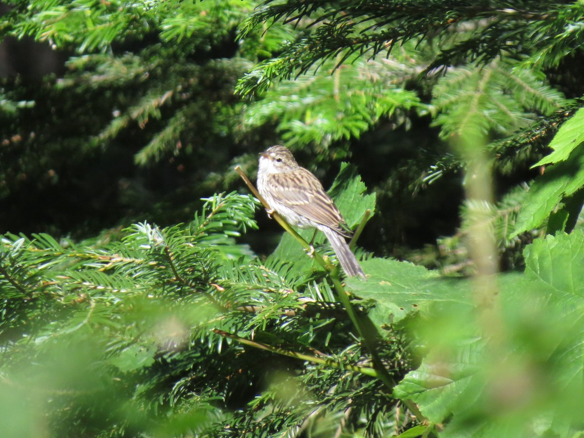 strnádka vrabcovitá - ML107754211