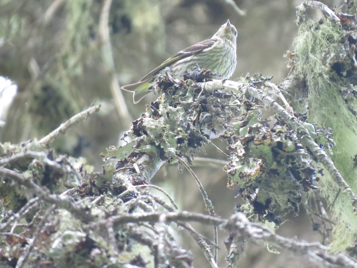 čížek severoamerický - ML107754251