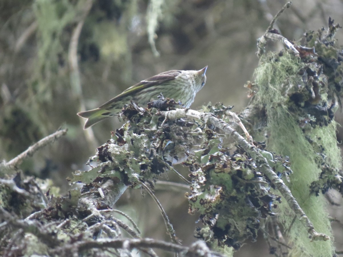 čížek severoamerický - ML107754271